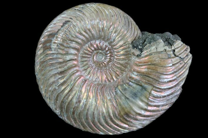 Iridescent Ammonite (Quenstedticeras) Fossil With Pyrite #78512